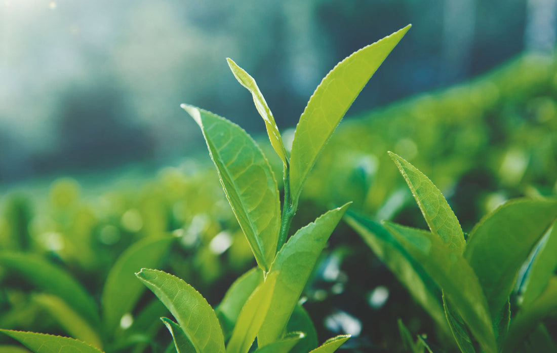 A Daily Dose of Wellness - Benefits of Drinking Green Tea